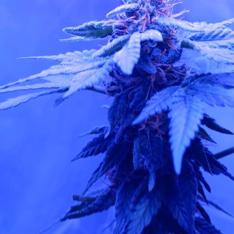 Darla growlog timeline photo