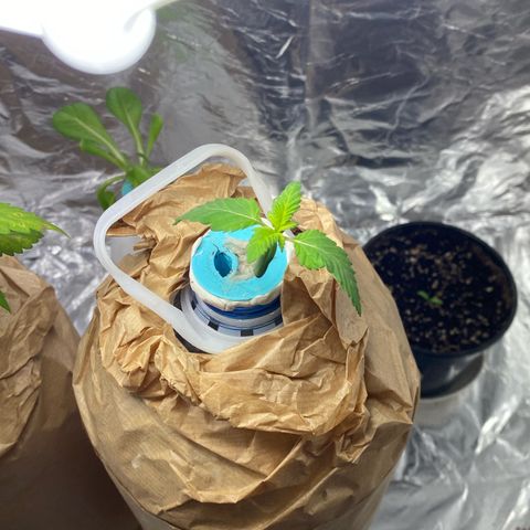 Winona growlog photo: Looking good so far
Hoping she likes the new nutrient mix
1:1:1 EHG grow:micro:bloom 3ml
Some mycorrhiza 