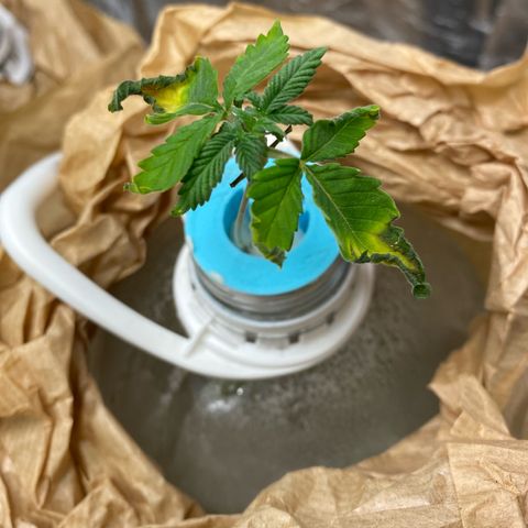 Winona growlog photo: Winona is going through it, I changed the reservoir and the cotton ball got mouldy so I cut a bunch of it off, the roots seem okay, i think she will recover 