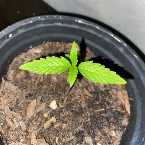 Safira  growlog photo: Surgindo novas folhas 👀