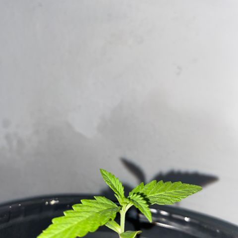 Safira  growlog photo: Surgindo novas folhas 👀