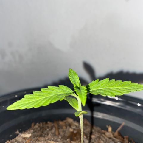 Safira  growlog photo: Surgindo novas folhas 👀