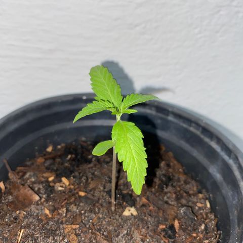 Safira  growlog timeline photo
