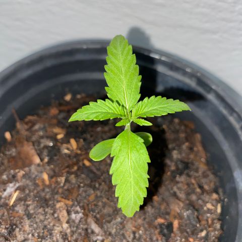 Safira  growlog timeline photo