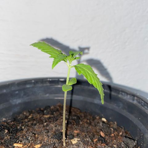 Safira  growlog timeline photo