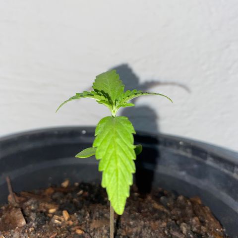 Safira  growlog timeline photo