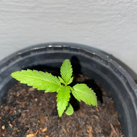 Safira  growlog timeline photo