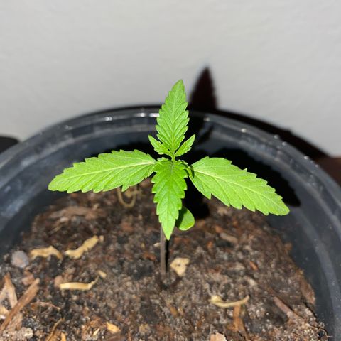 Safira  growlog timeline photo