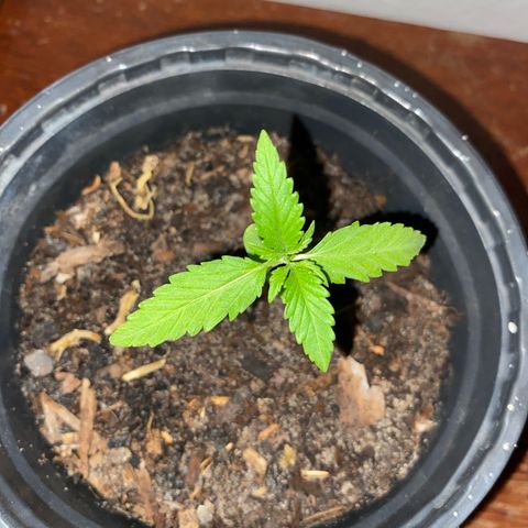 Safira  growlog timeline photo