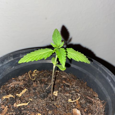 Safira  growlog timeline photo