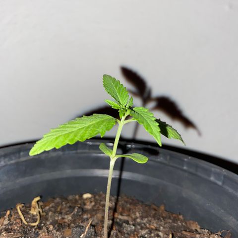 Safira  growlog timeline photo