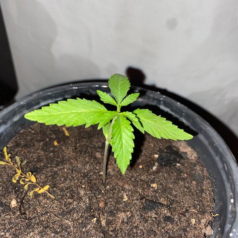 Safira  growlog timeline photo