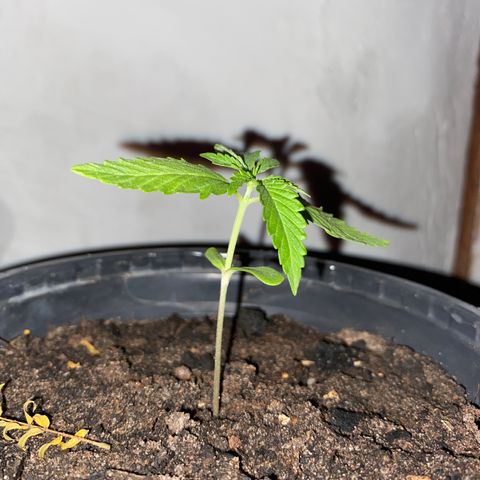 Safira  growlog timeline photo