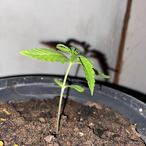 Safira  growlog timeline photo