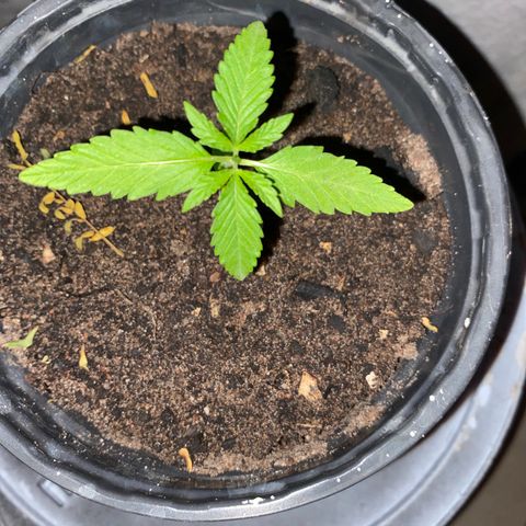 Safira  growlog timeline photo