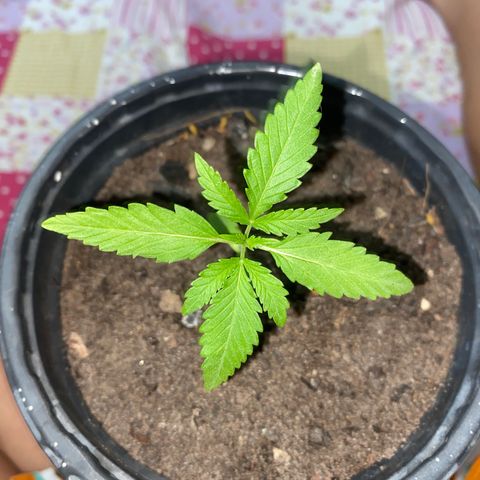 Safira  growlog timeline photo