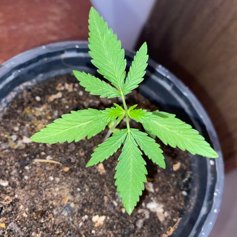Safira  growlog timeline photo