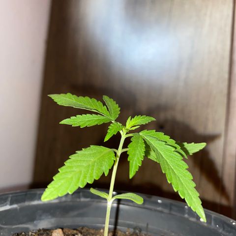 Safira  growlog timeline photo