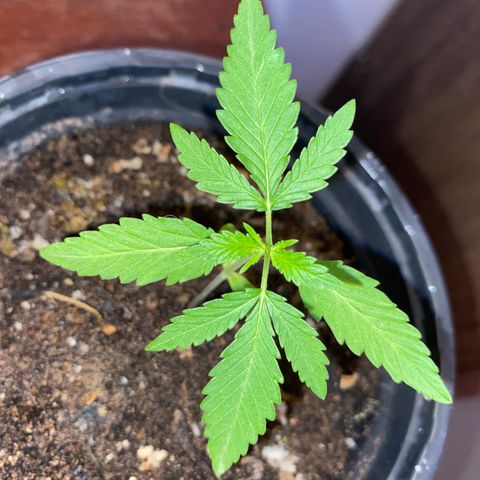 Safira  growlog timeline photo