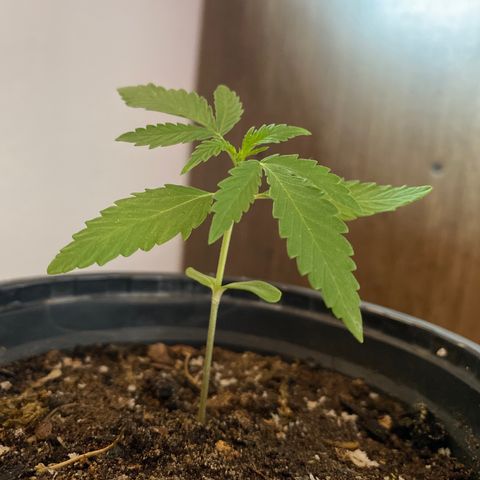 Safira  growlog timeline photo