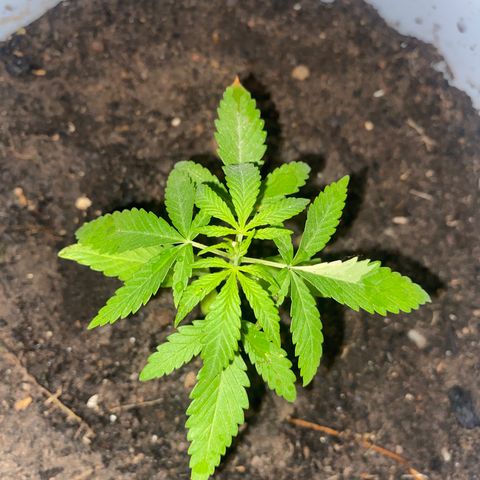 Safira  growlog timeline photo