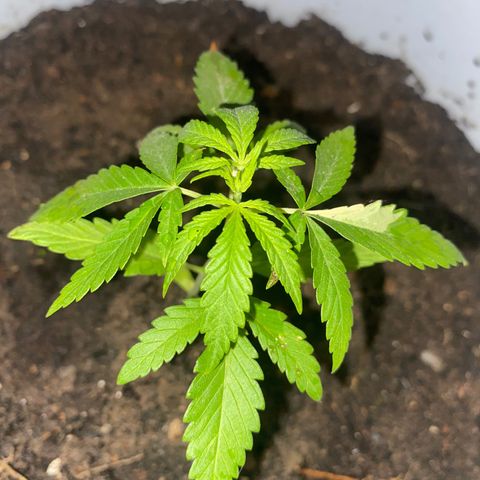 Safira  growlog timeline photo