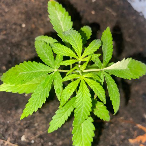Safira  growlog timeline photo