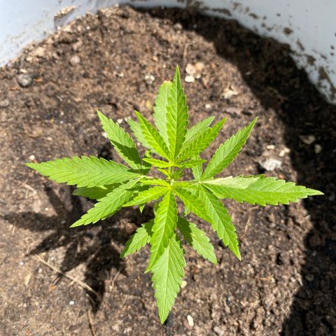 Safira  growlog timeline photo