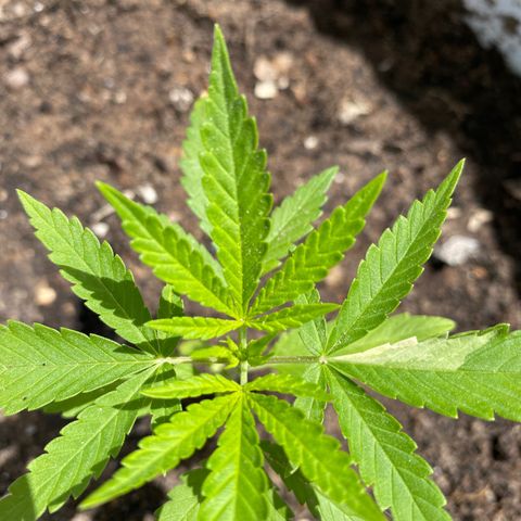 Safira  growlog timeline photo