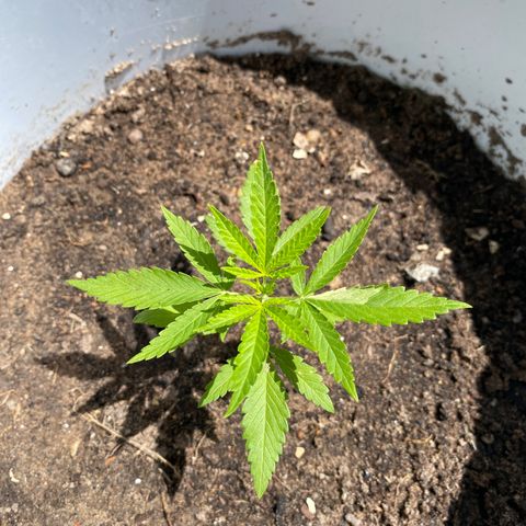 Safira  growlog timeline photo