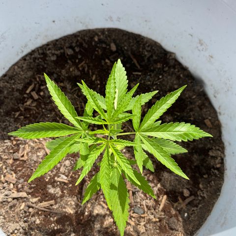 Safira  growlog photo: Primeira poda de limpeza, tirei apenas duas folhas 