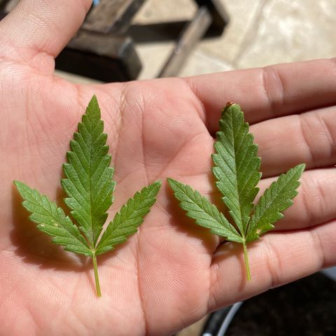 Safira  growlog photo: Primeira poda de limpeza, tirei apenas duas folhas 