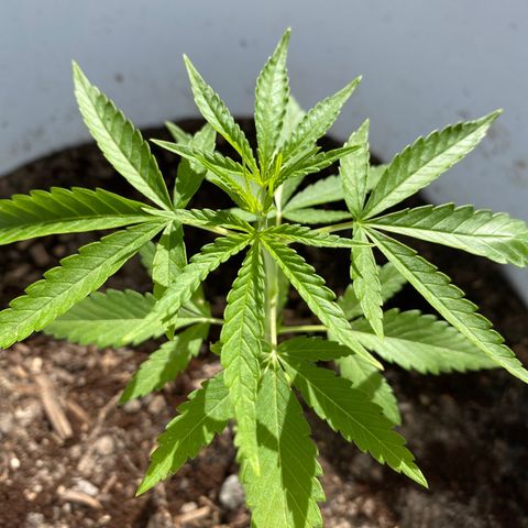 Safira  growlog photo: Primeira poda de limpeza, tirei apenas duas folhas 