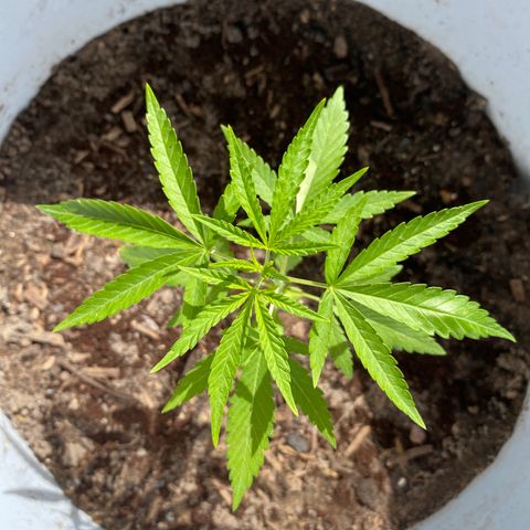 Safira  growlog photo: Primeira poda de limpeza, tirei apenas duas folhas 