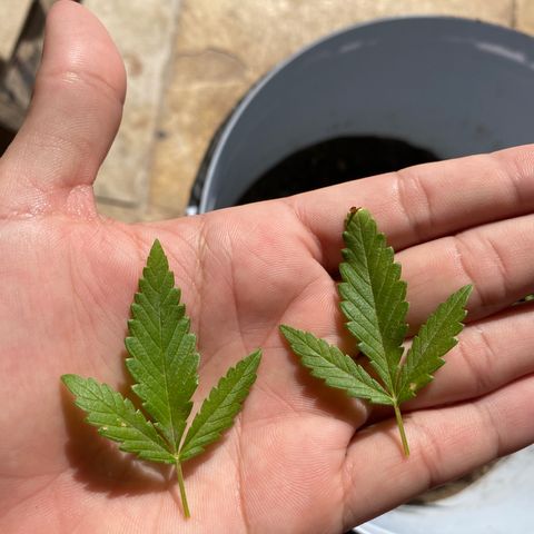 Safira  growlog photo: Primeira poda de limpeza, tirei apenas duas folhas 