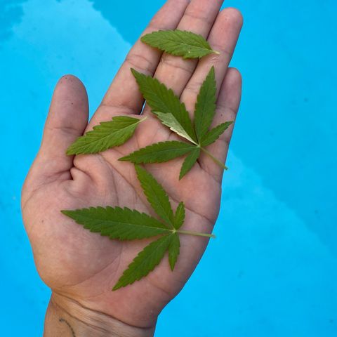 Safira  growlog photo: Poda de limpeza, estilo canela seca