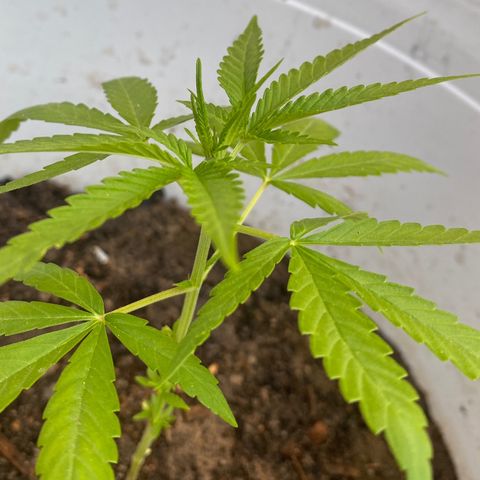 Safira  growlog timeline photo