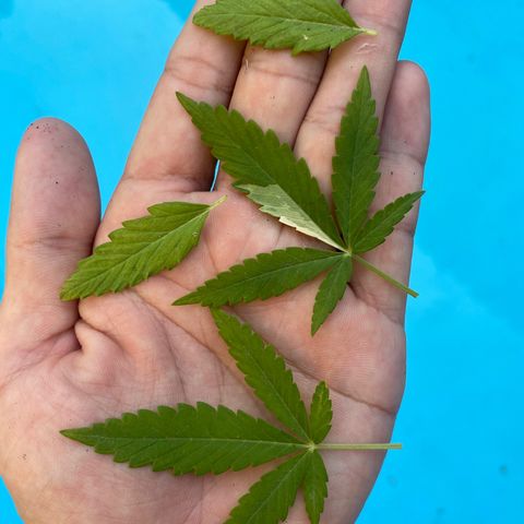Safira  growlog photo: Poda de limpeza, estilo canela seca