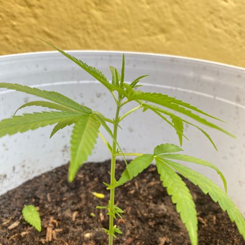 Safira  growlog timeline photo