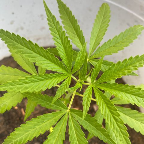 Safira  growlog timeline photo