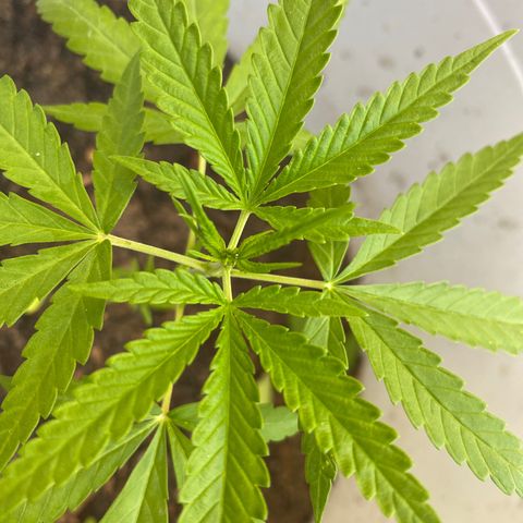 Safira  growlog timeline photo