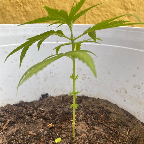 Safira  growlog timeline photo