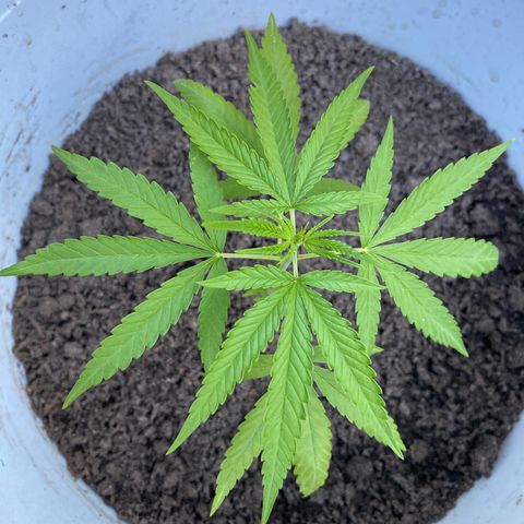 Safira  growlog timeline photo
