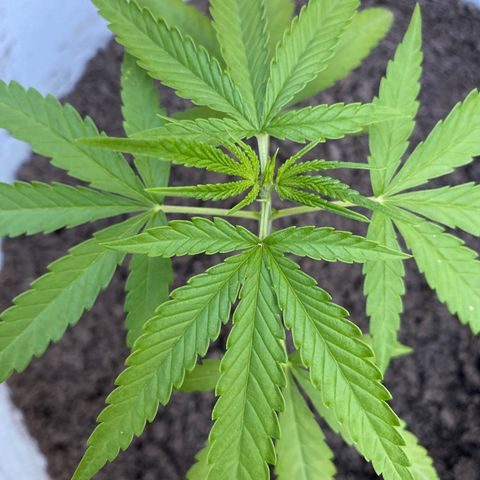 Safira  growlog timeline photo