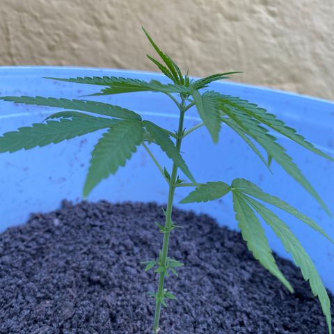 Safira  growlog timeline photo