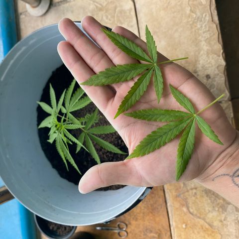 Safira  growlog photo: Tirando folhas