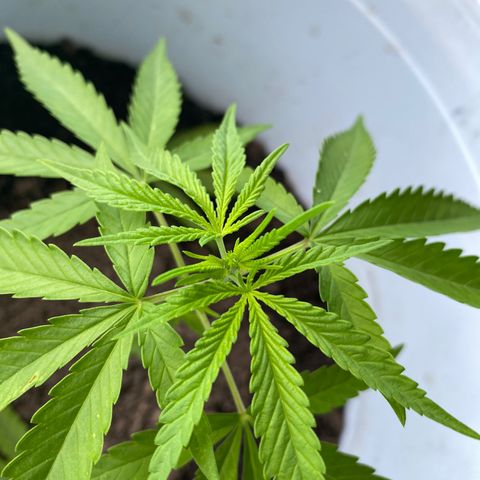 Safira  growlog timeline photo