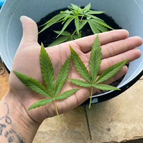 Safira  growlog photo: Tirando folhas