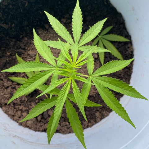 Safira  growlog timeline photo