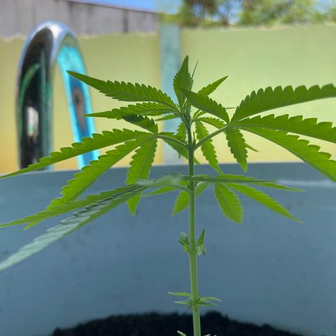 Safira  growlog timeline photo